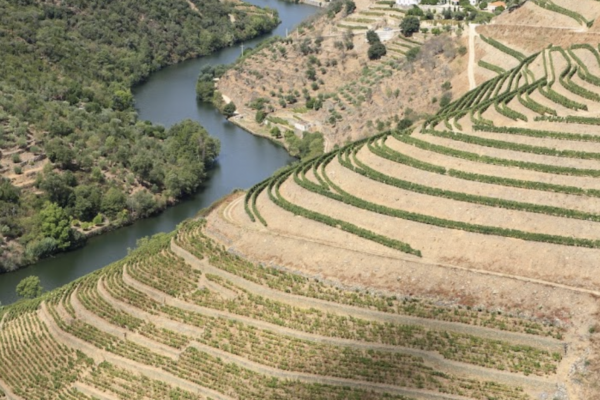 Quinta do Panascal - Fonseca Porto