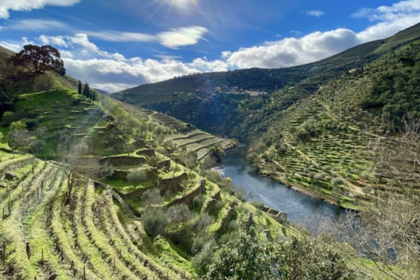 Quinta do Panascal - Fonseca Porto