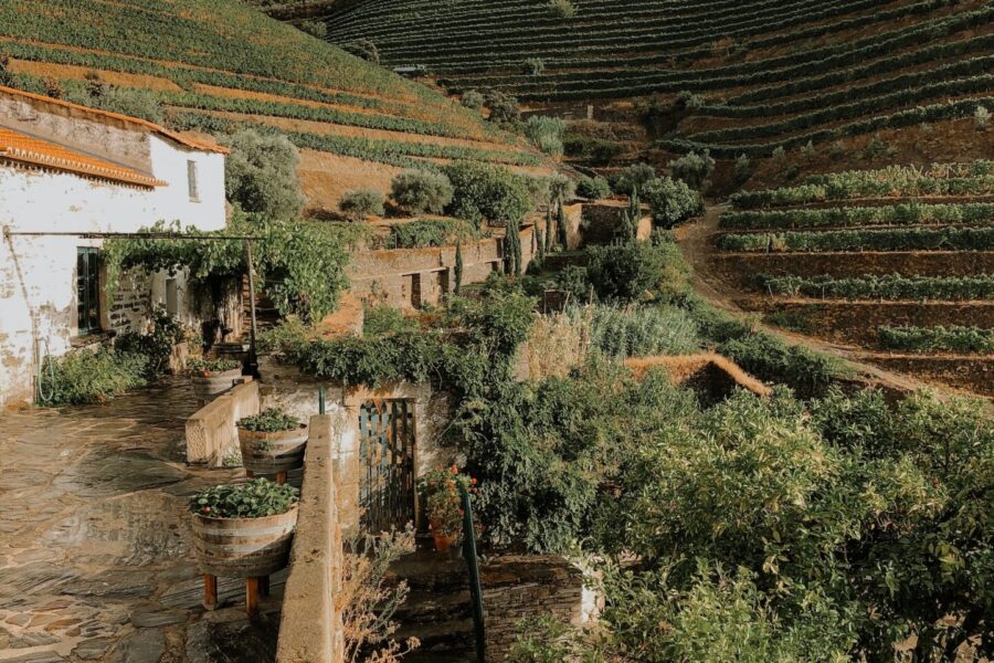 Enjoying the Beauty of the Douro Valley on a Wine Tour