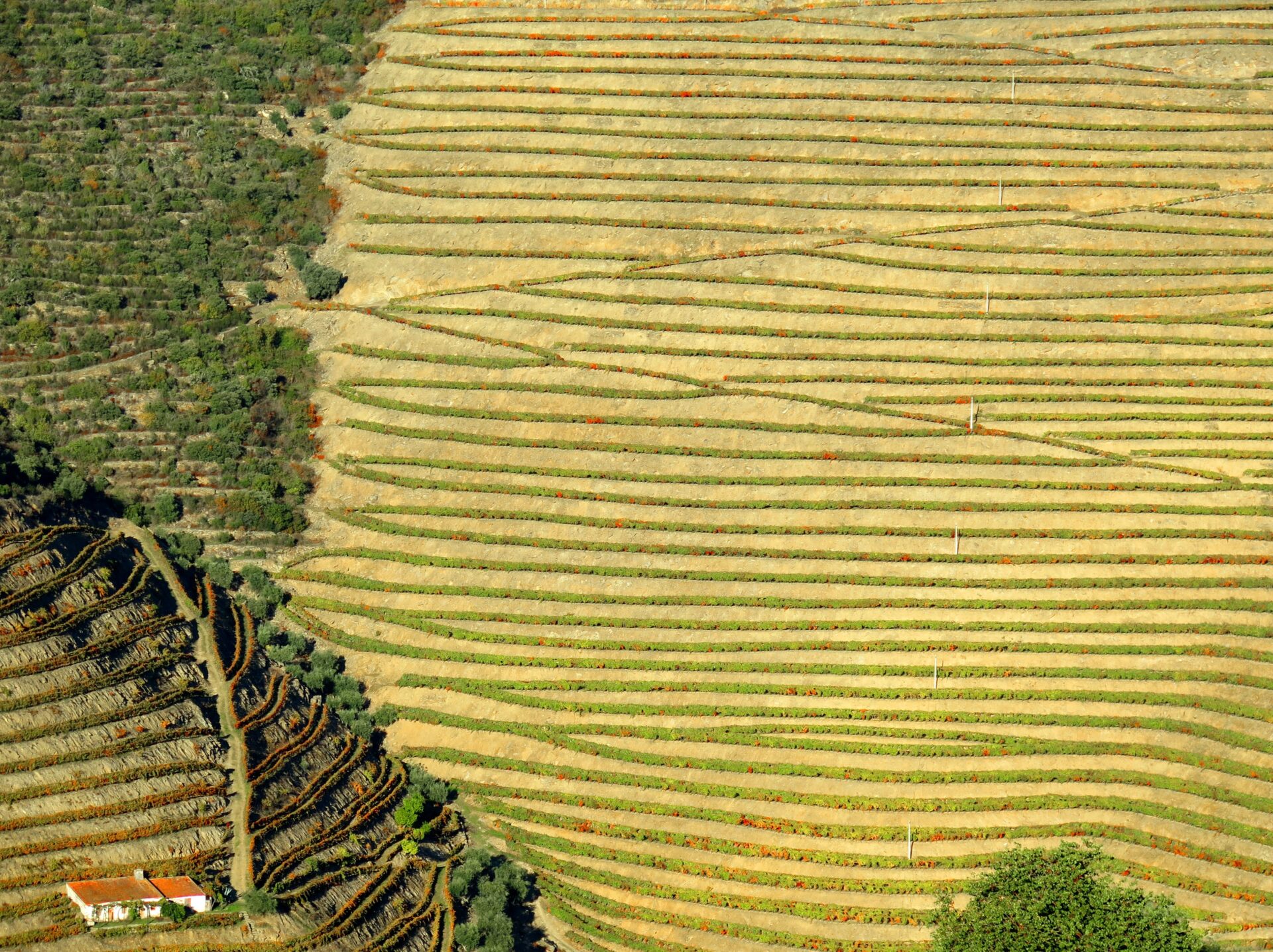 Douro Valley Wine History