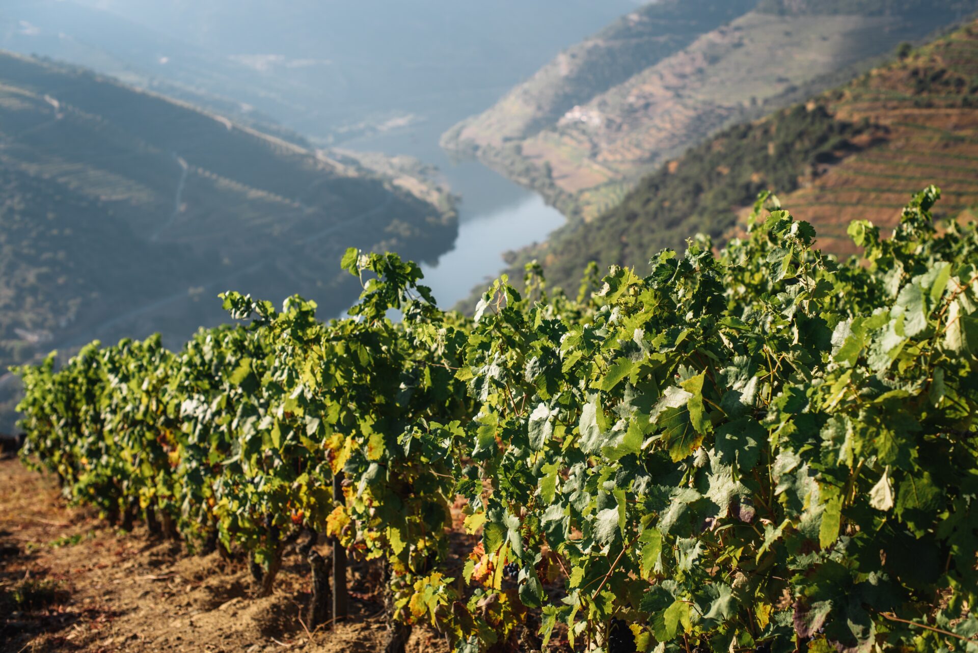 Douro Valley Wine Tours